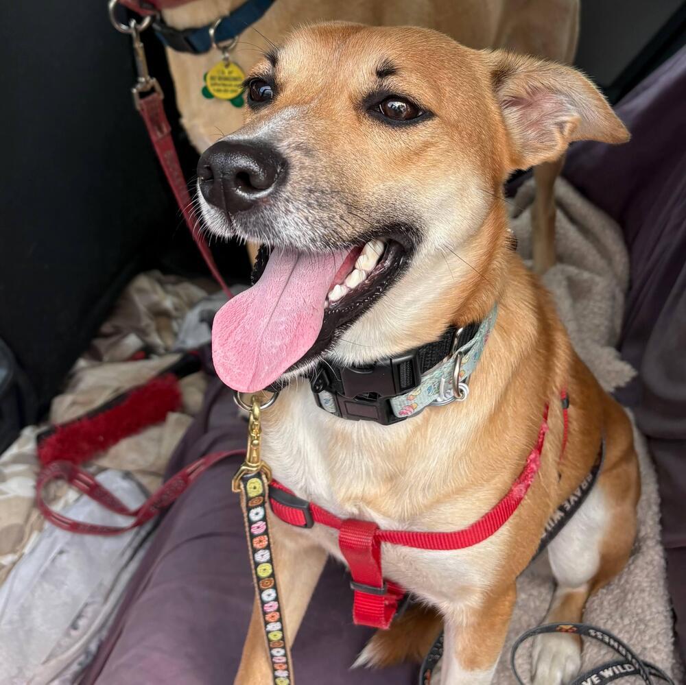 Vicky, a Adoptable mixed breed in Reynoldsburg, OH image 3/6