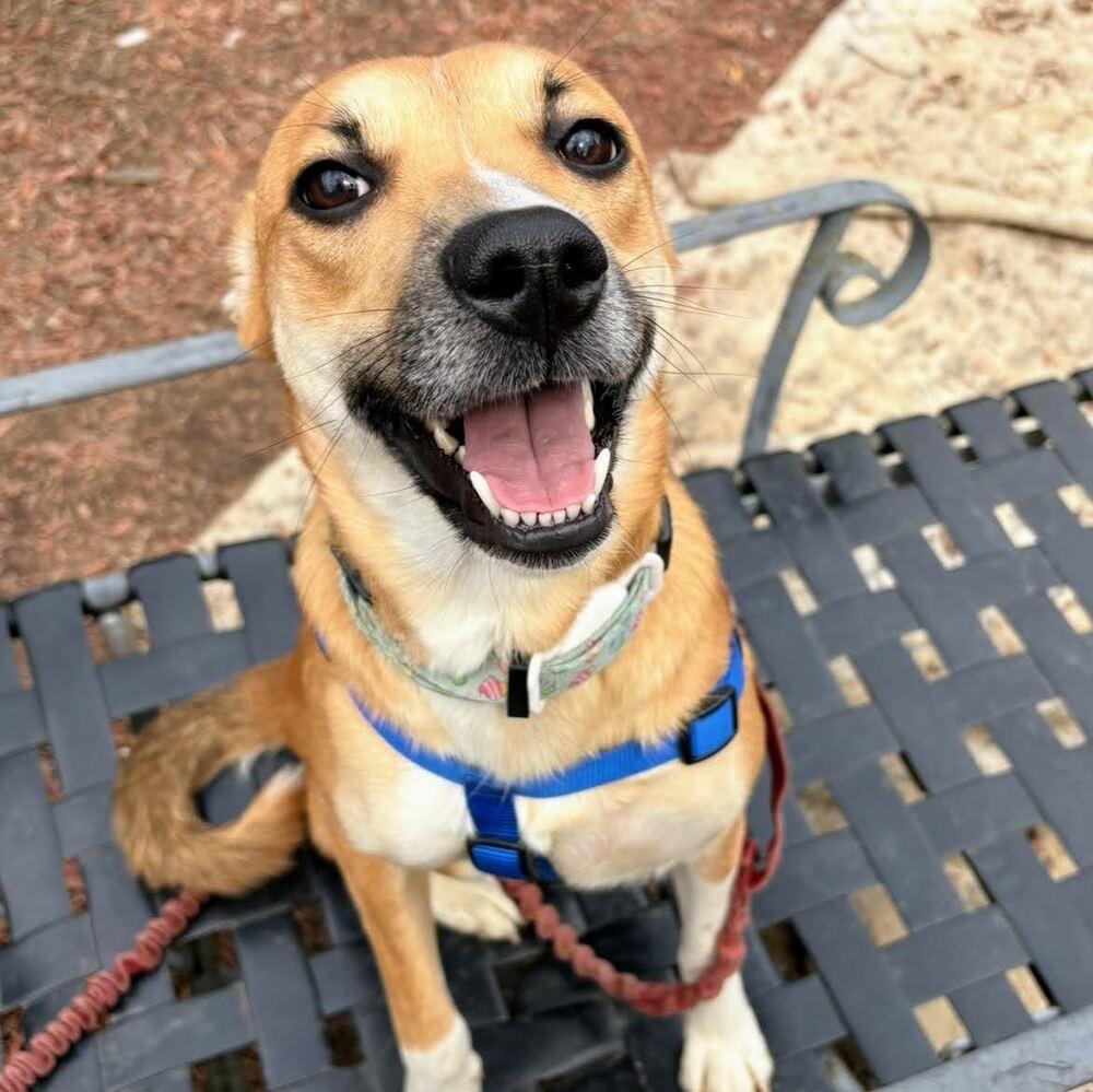 Enlarge Vicky, a Adoptable mixed breed in Reynoldsburg, OH image 3/5