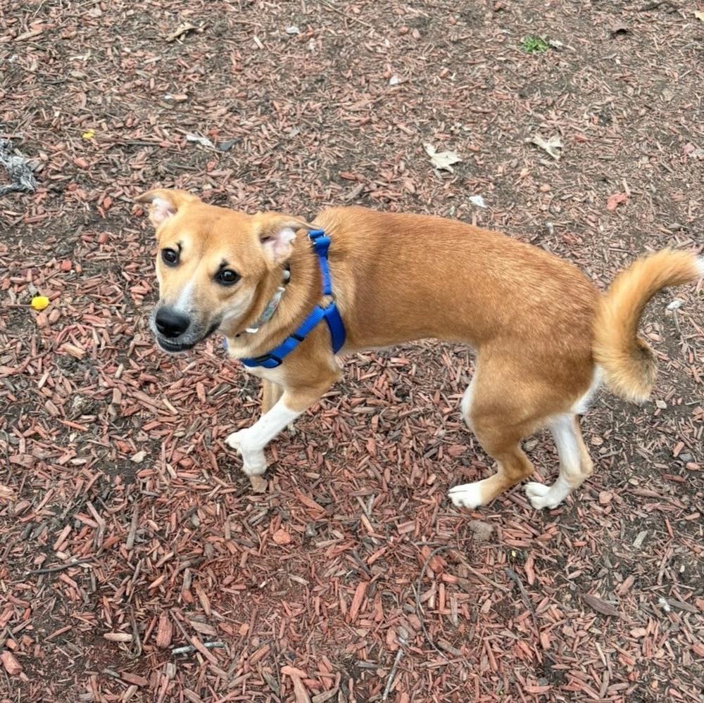 Enlarge Vicky, a Adoptable mixed breed in Reynoldsburg, OH image 4/5