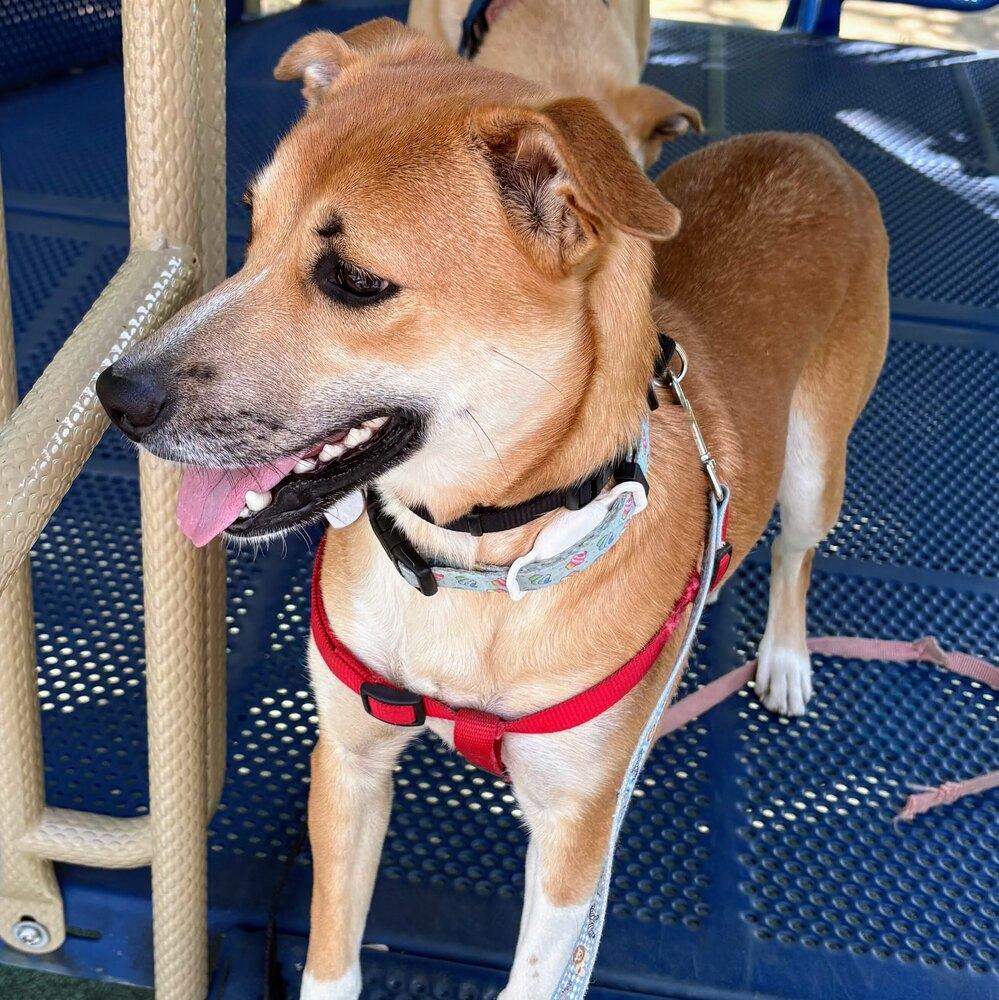 Vicky, a Adoptable mixed breed in Reynoldsburg, OH image 5/6