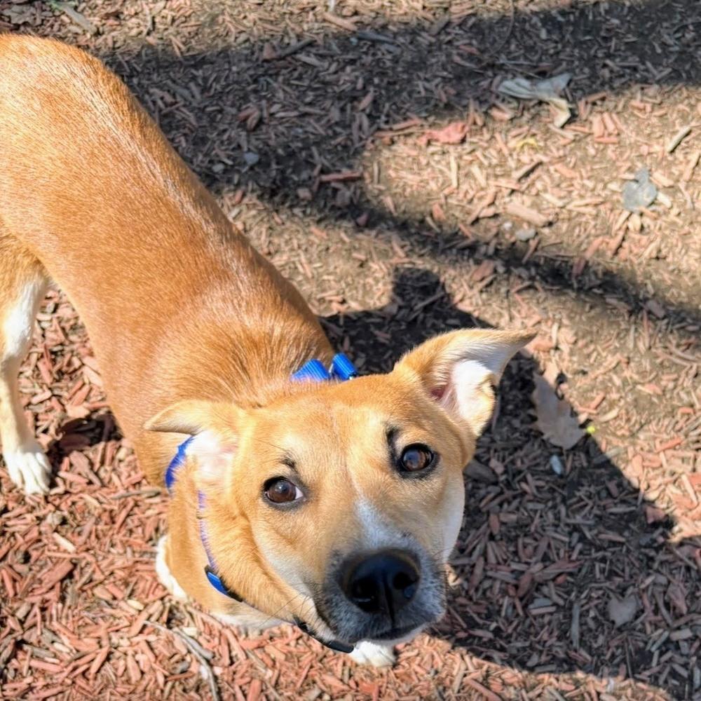 Enlarge Vicky, a Adoptable mixed breed in Reynoldsburg, OH image 5/5