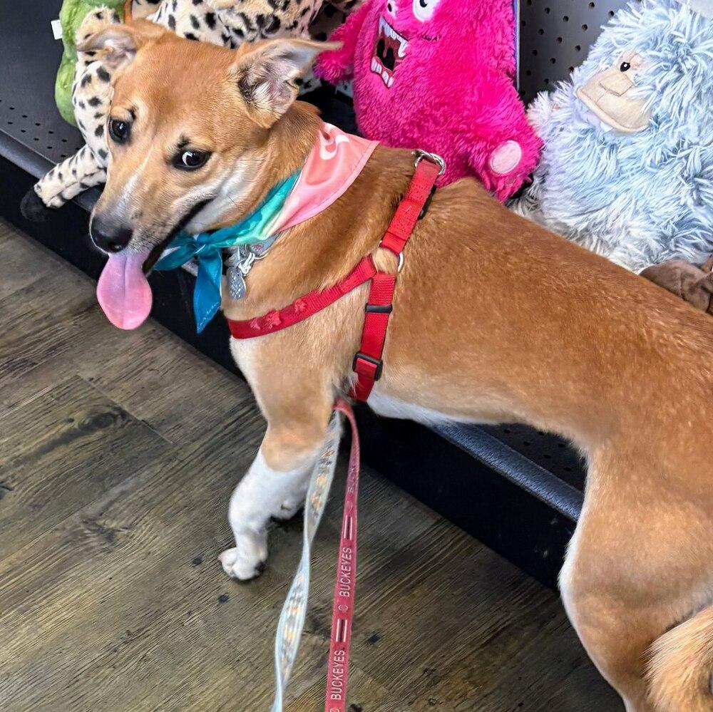 Vicky, a Adoptable mixed breed in Reynoldsburg, OH image 6/6