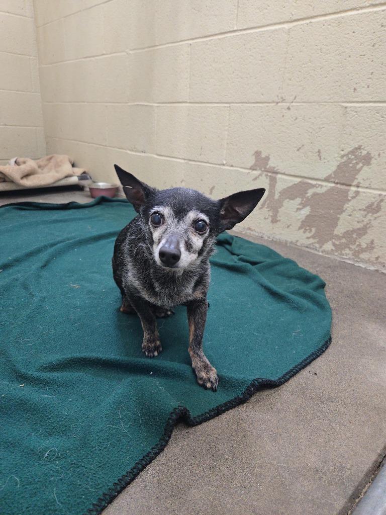 Enlarge Tinker, a Adoptable Chihuahua in St. Helens, OR image 1/1