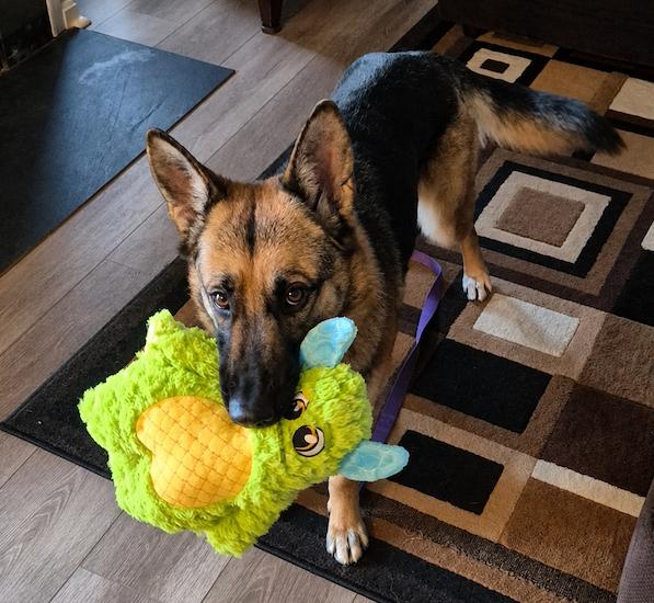Gia, Adoptable, Young Female German Shepherd Dog.