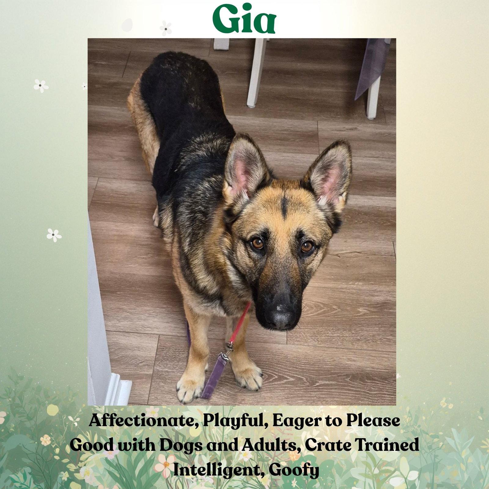 Gia, Adoptable, Young Female German Shepherd Dog.