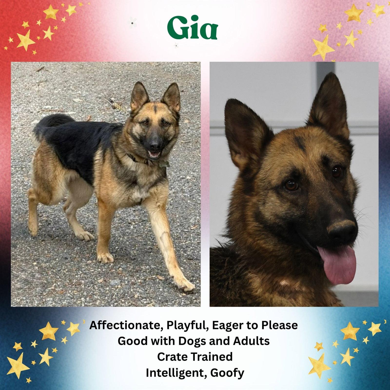 Gia, a Adoptable German Shepherd Dog in Baltimore, MD image 3/3