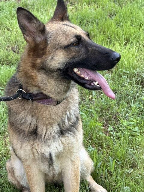 Gia, a Adoptable German Shepherd Dog in Baltimore, MD image 3/3