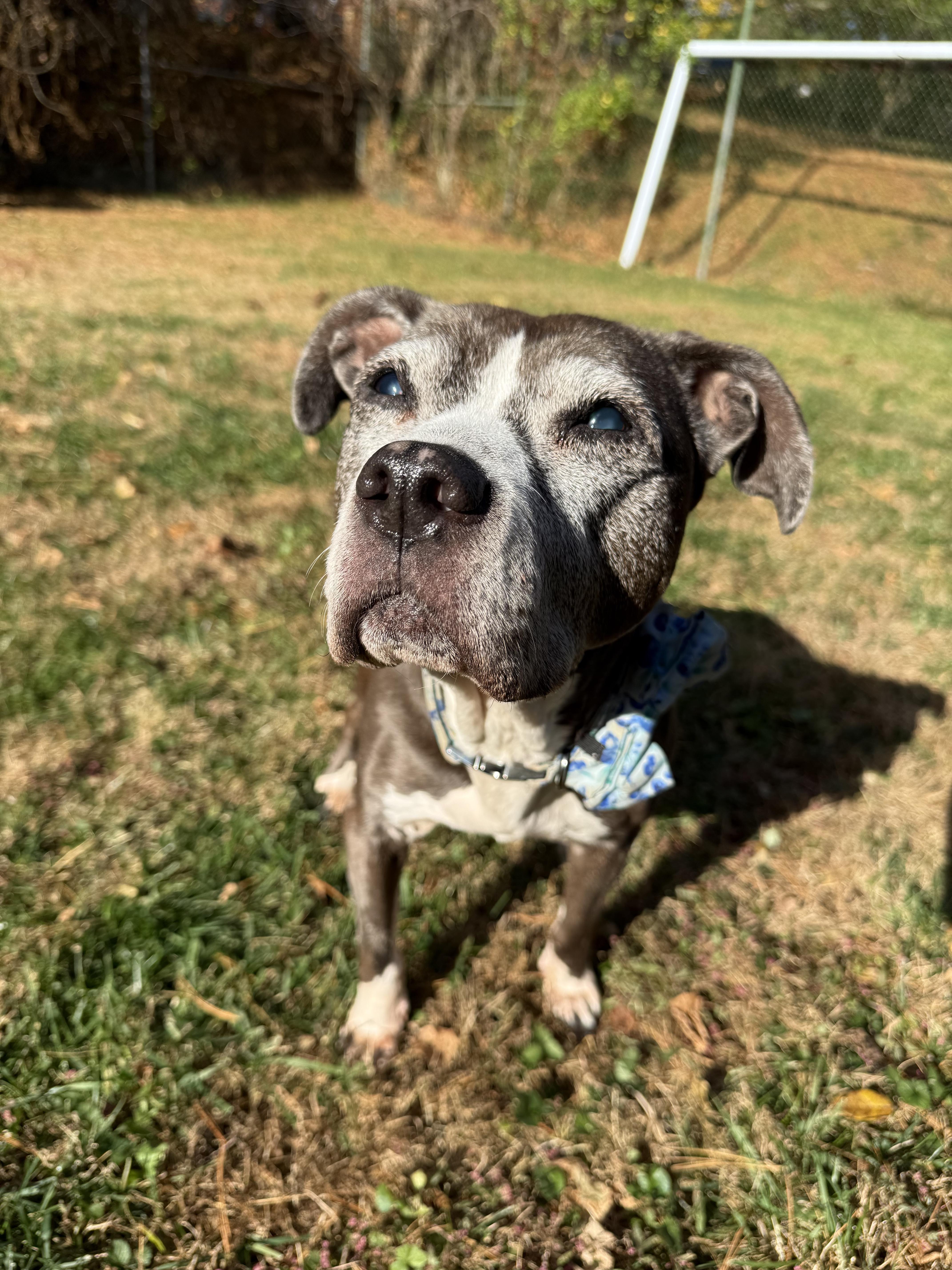 Enlarge BLUEBERRY, a Adoptable mixed breed in Philadelphia, PA image 1/6