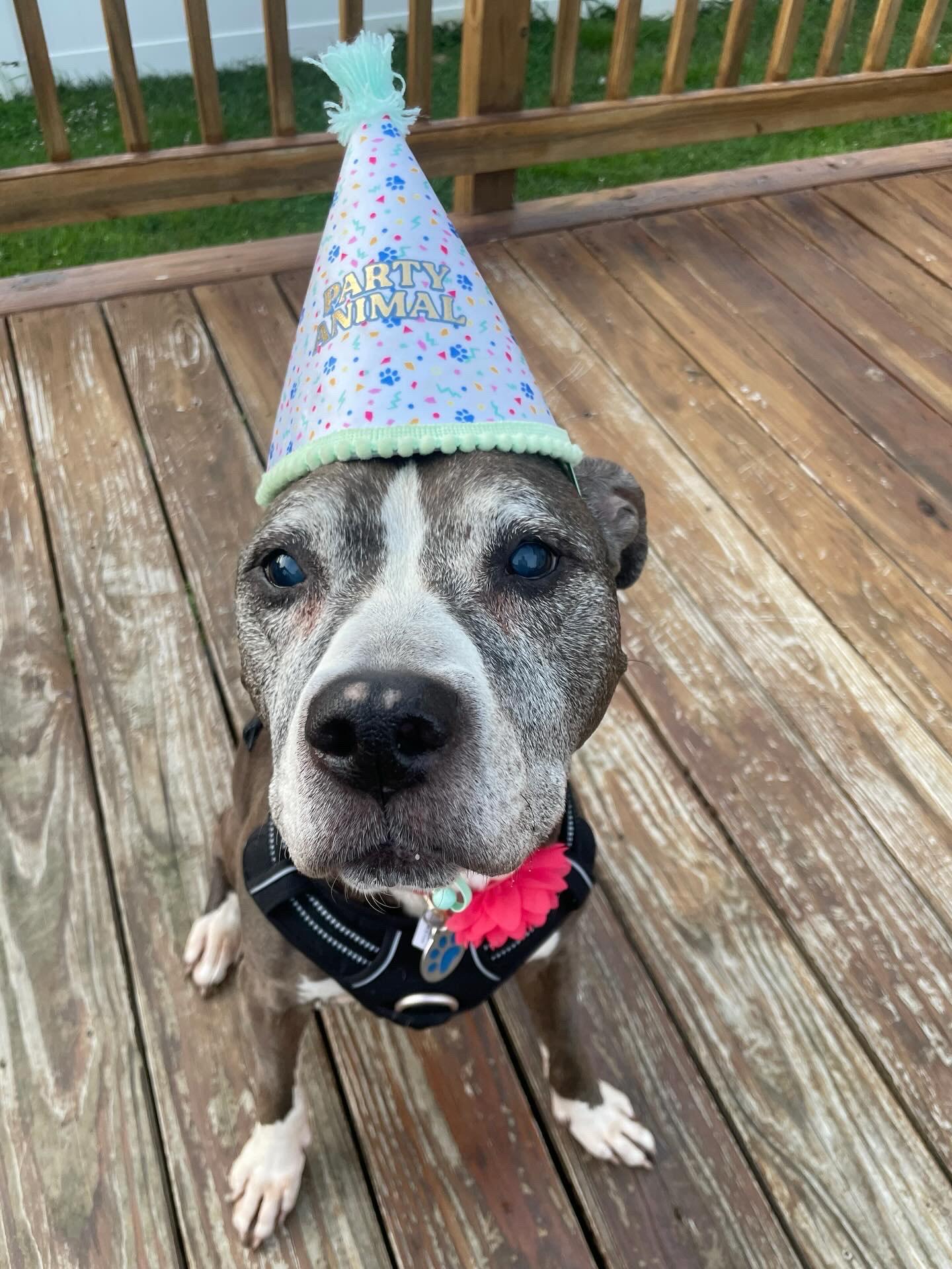 Enlarge BLUEBERRY, a Adoptable mixed breed in Philadelphia, PA image 4/6