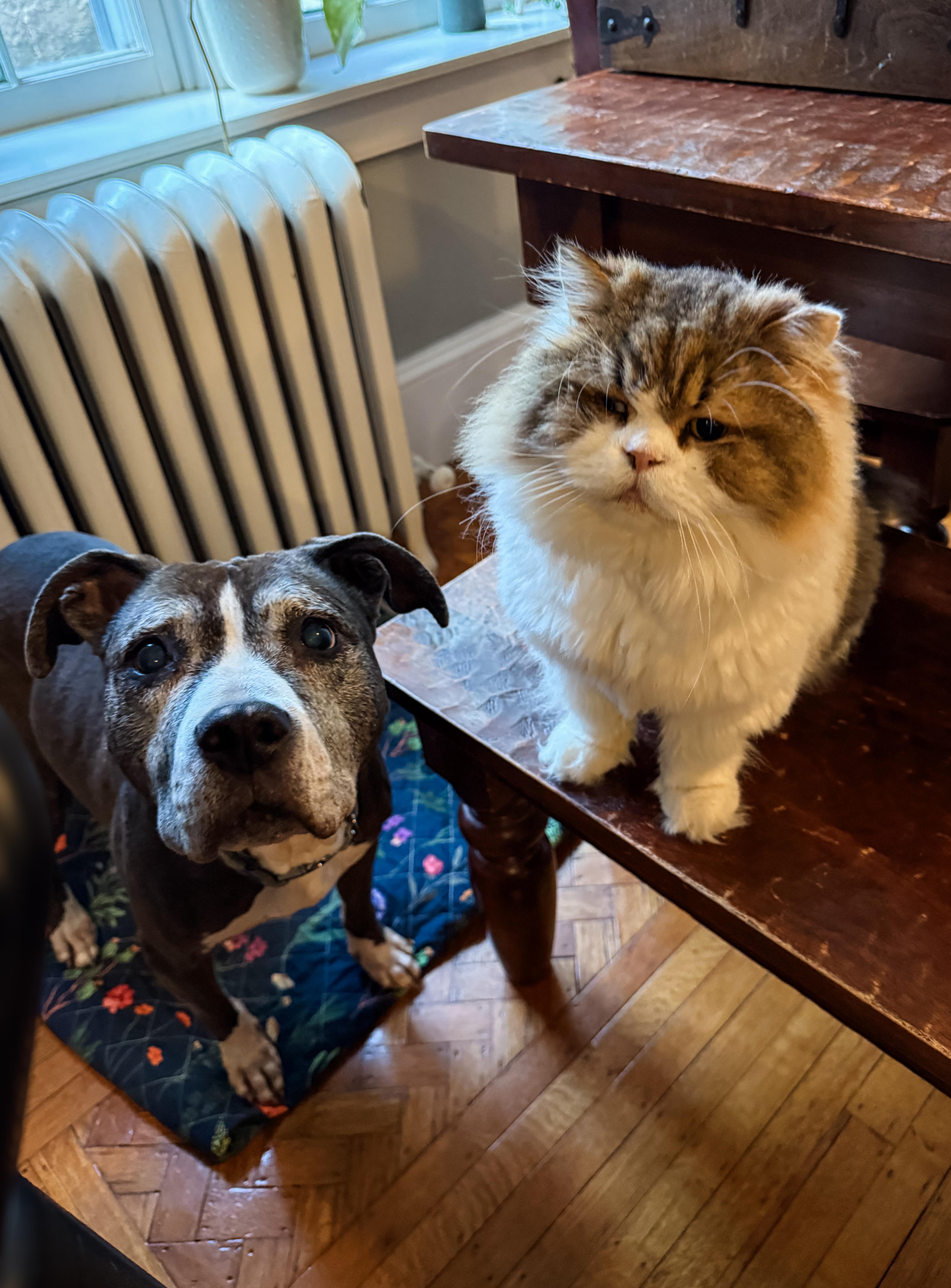 Enlarge BLUEBERRY, a Adoptable mixed breed in Philadelphia, PA image 6/6