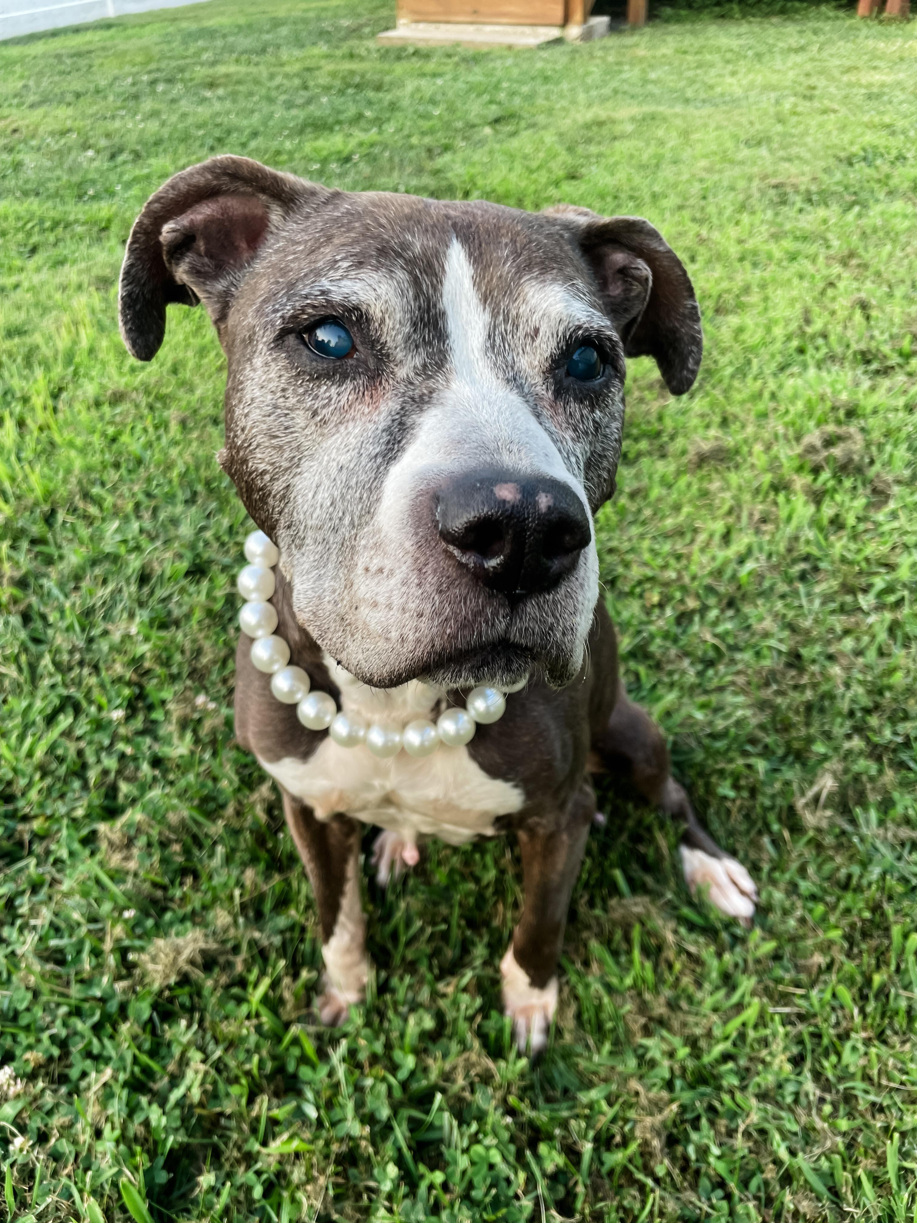 Enlarge BLUEBERRY, a Adoptable mixed breed in Philadelphia, PA image 2/6