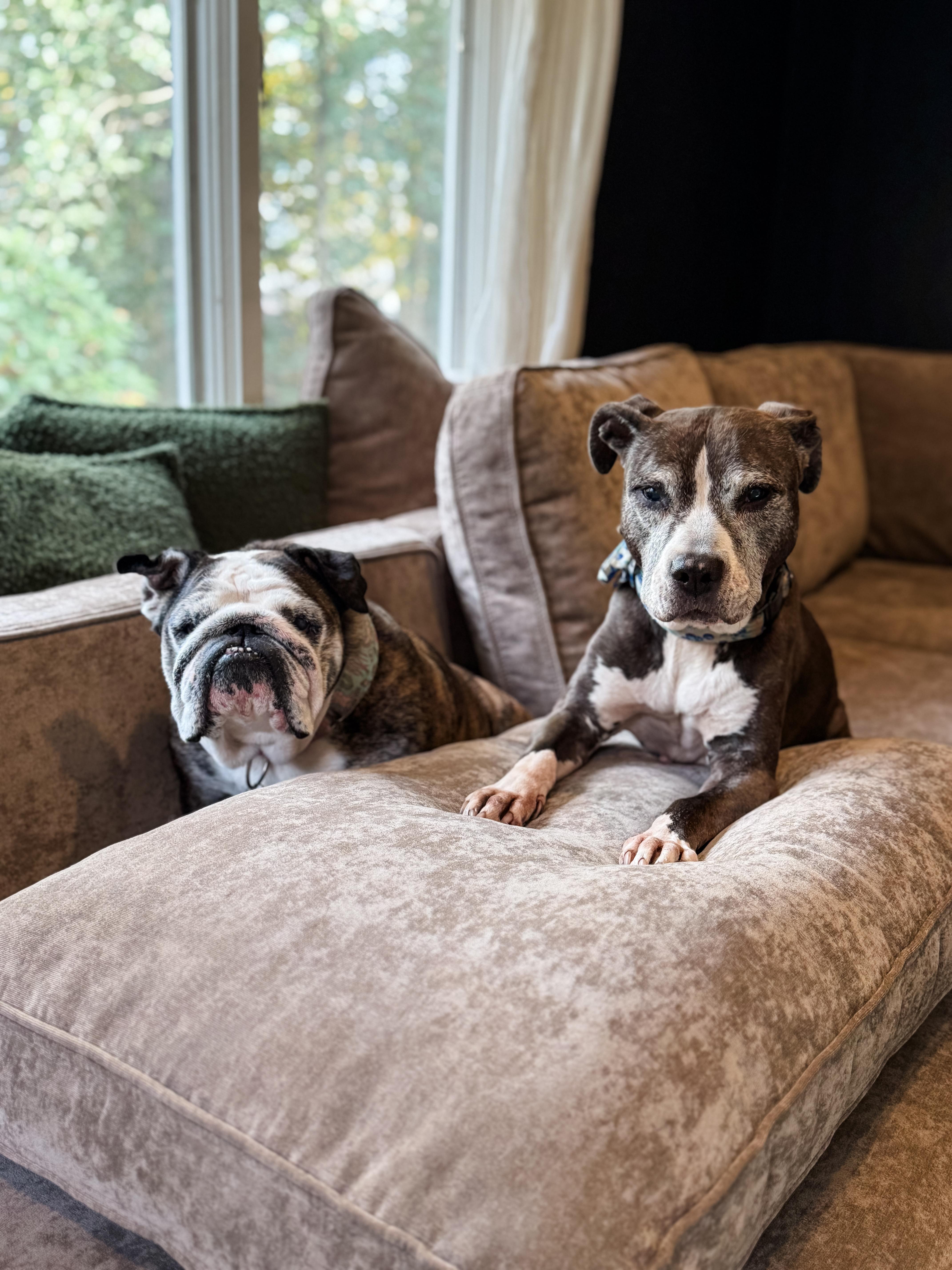 Enlarge BLUEBERRY, a Adoptable mixed breed in Philadelphia, PA image 4/6