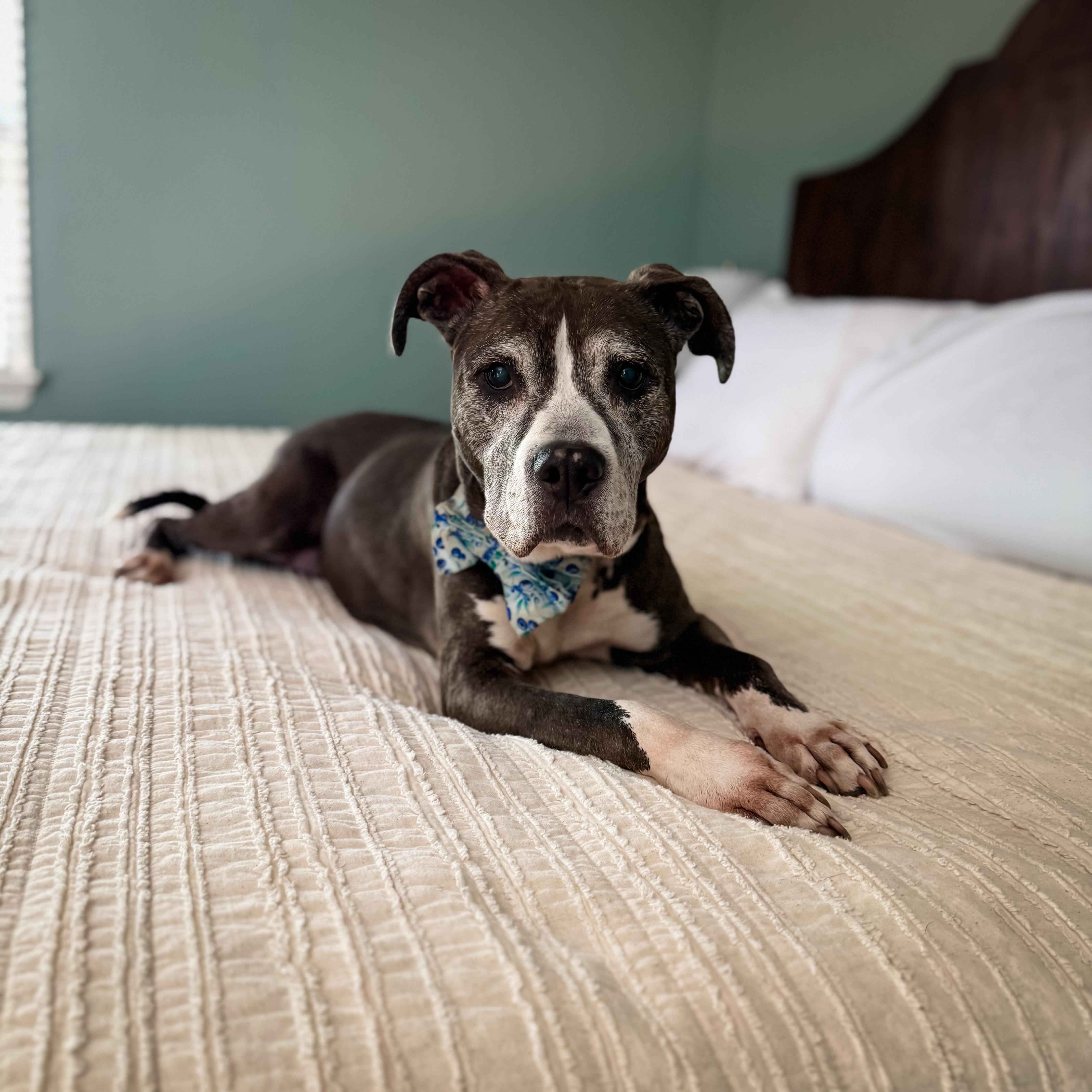 Enlarge BLUEBERRY, a Adoptable mixed breed in Philadelphia, PA image 5/6