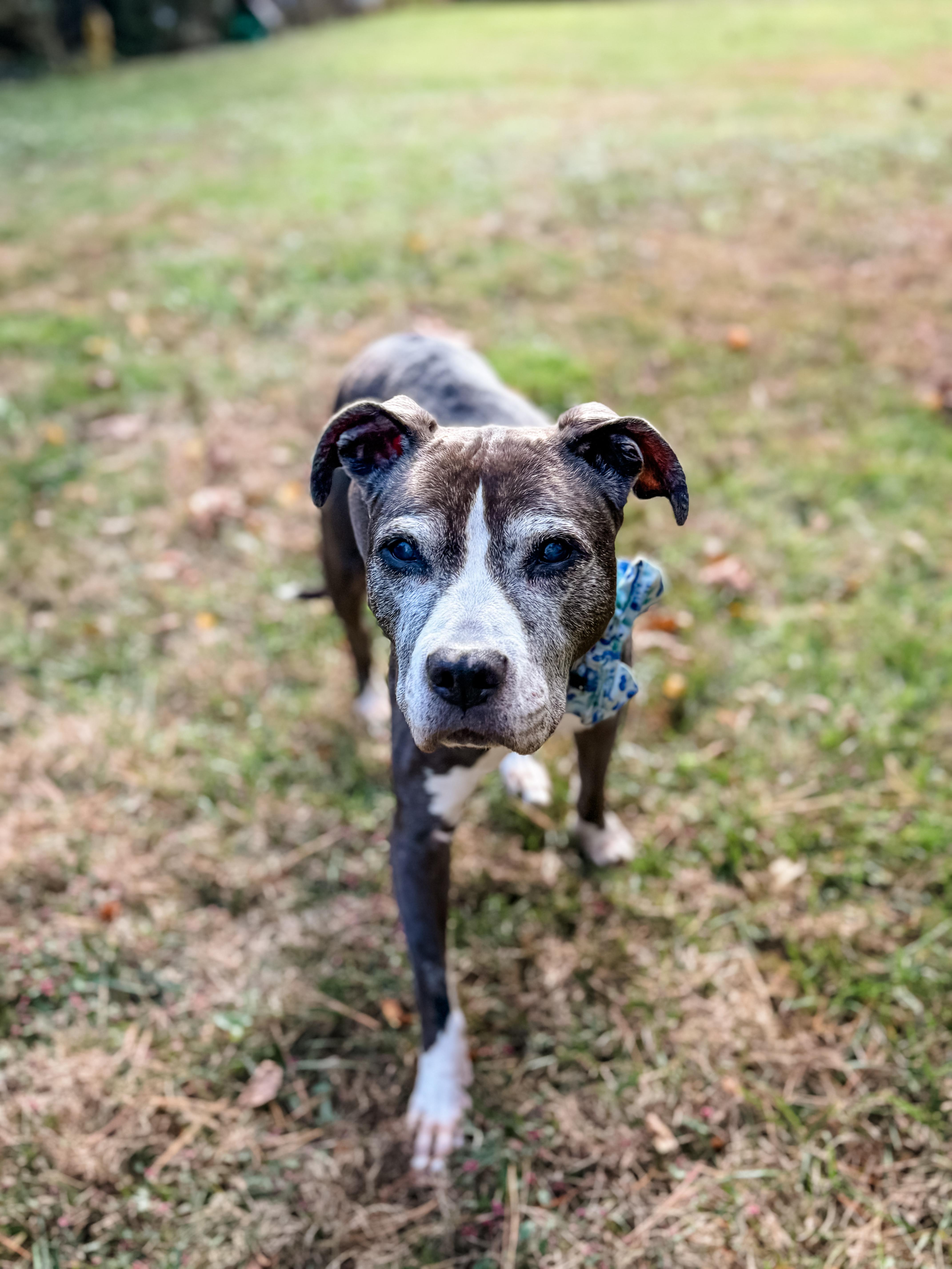 Enlarge BLUEBERRY, a Adoptable mixed breed in Philadelphia, PA image 3/6