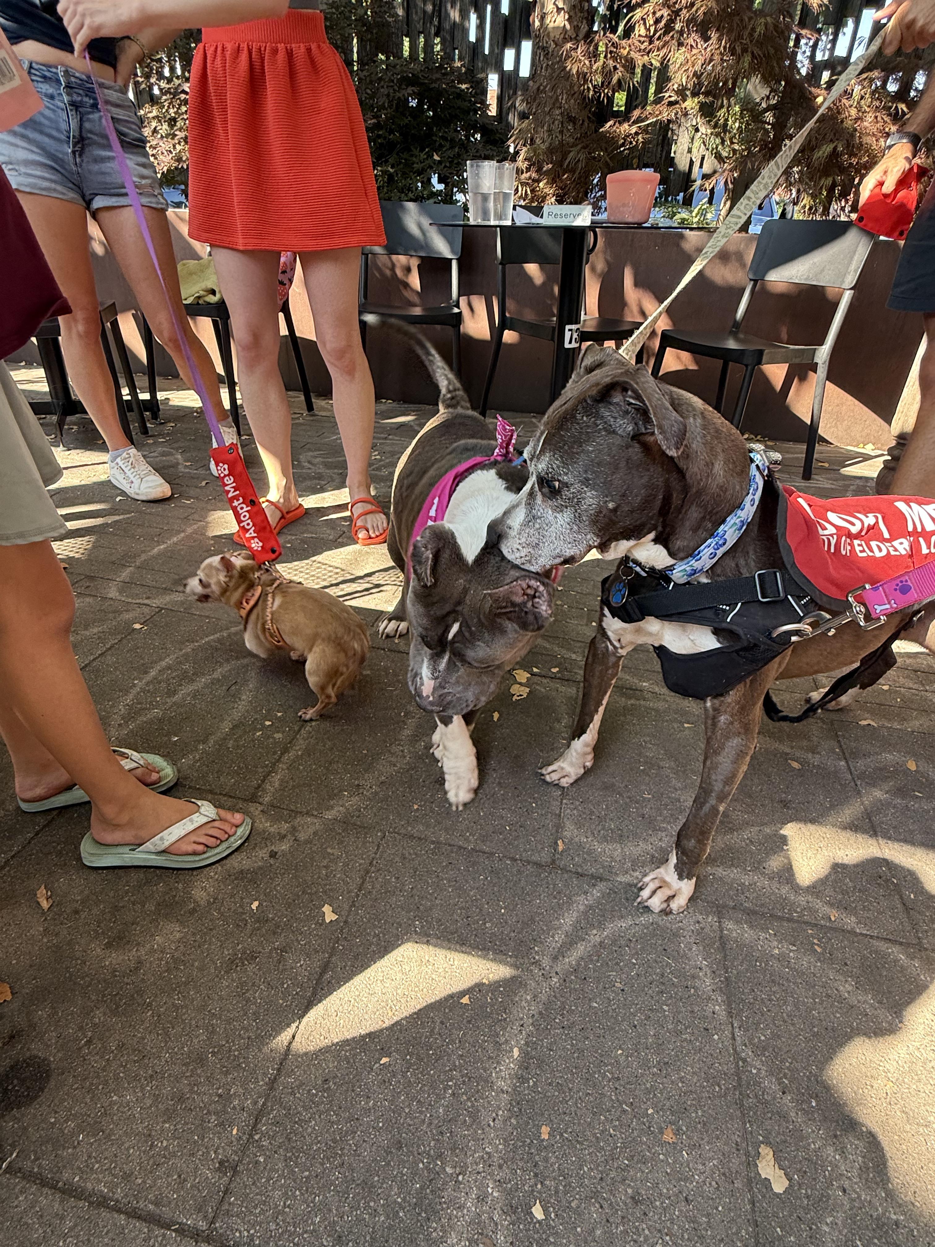 Enlarge BLUEBERRY, a Adoptable mixed breed in Philadelphia, PA image 5/6
