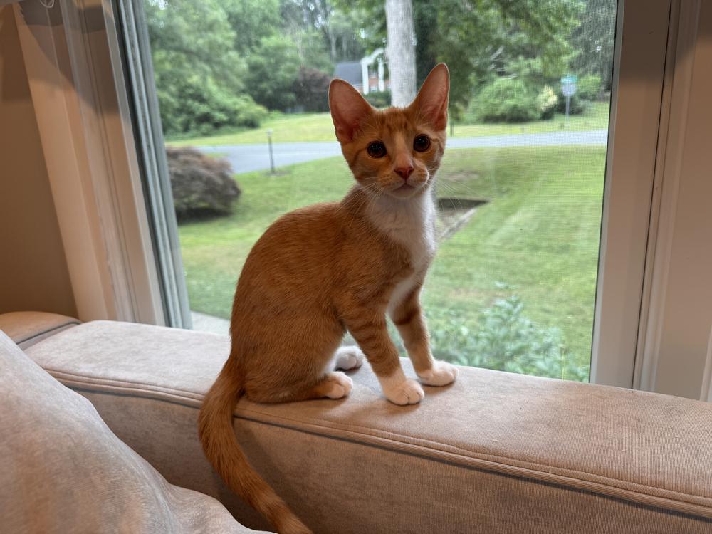 Gigi, Adoptable, Kitten Female Domestic Short Hair.