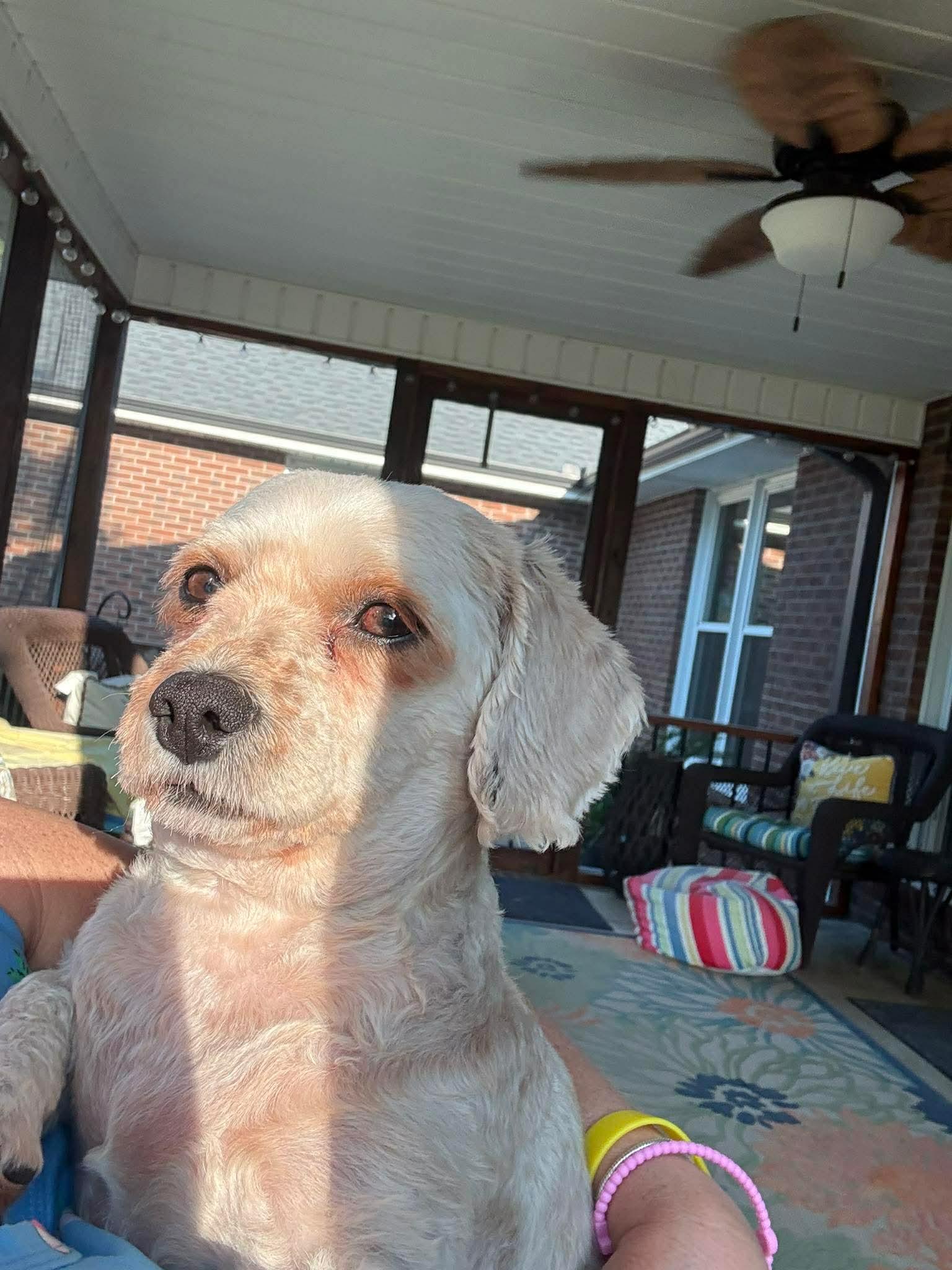 Katrina, Adoptable, Adult Female Spaniel & Bichon Frise.