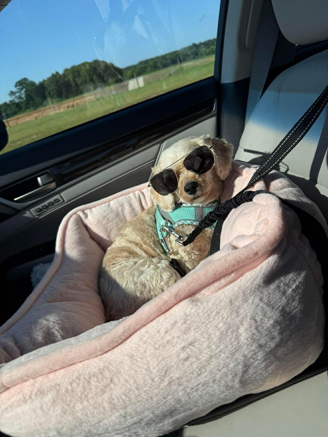 Katrina, a Adoptable mixed breed in Durham, NC image 3/3