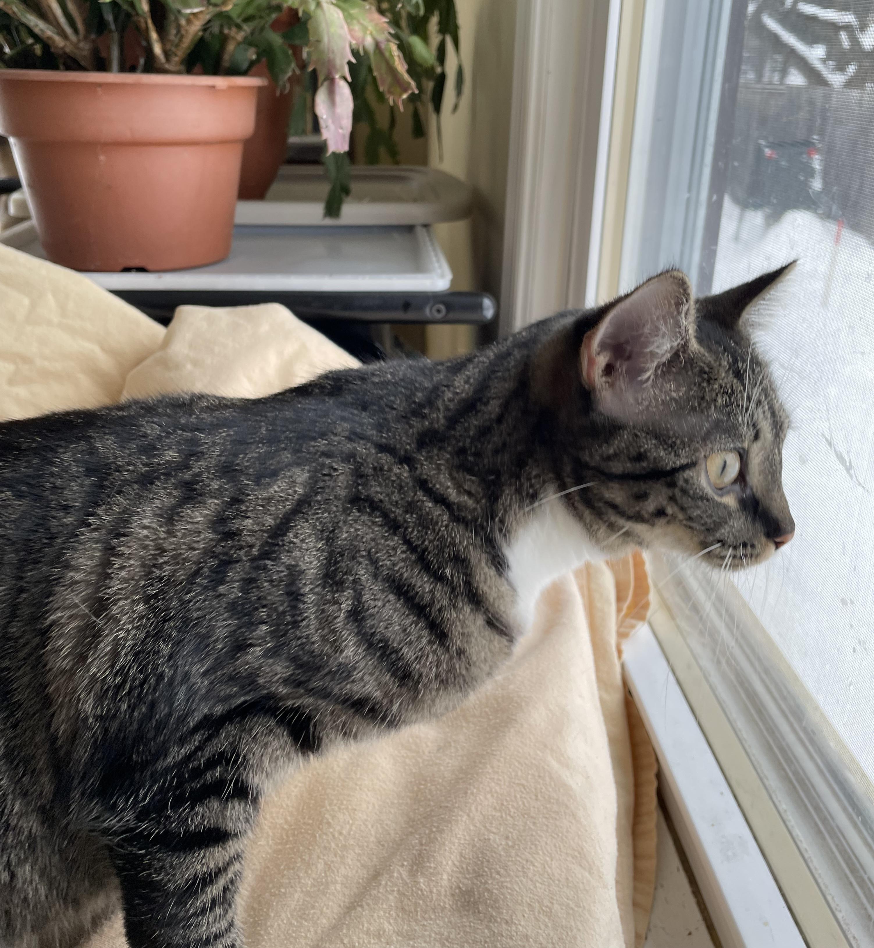 Rue , a other Tuxedo in Syracuse, NY image 5/6