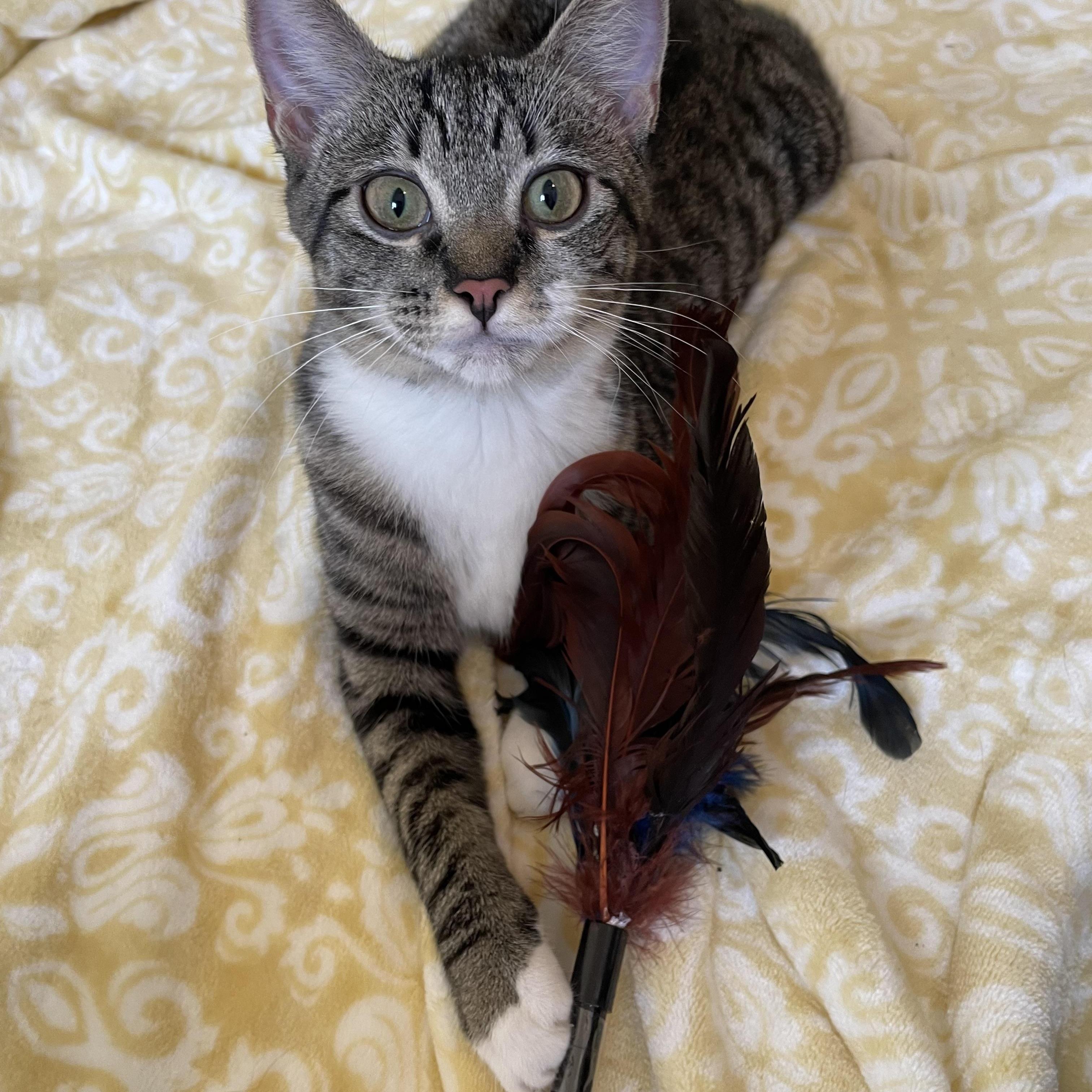 Rue, Adoptable, Young Female Tuxedo.