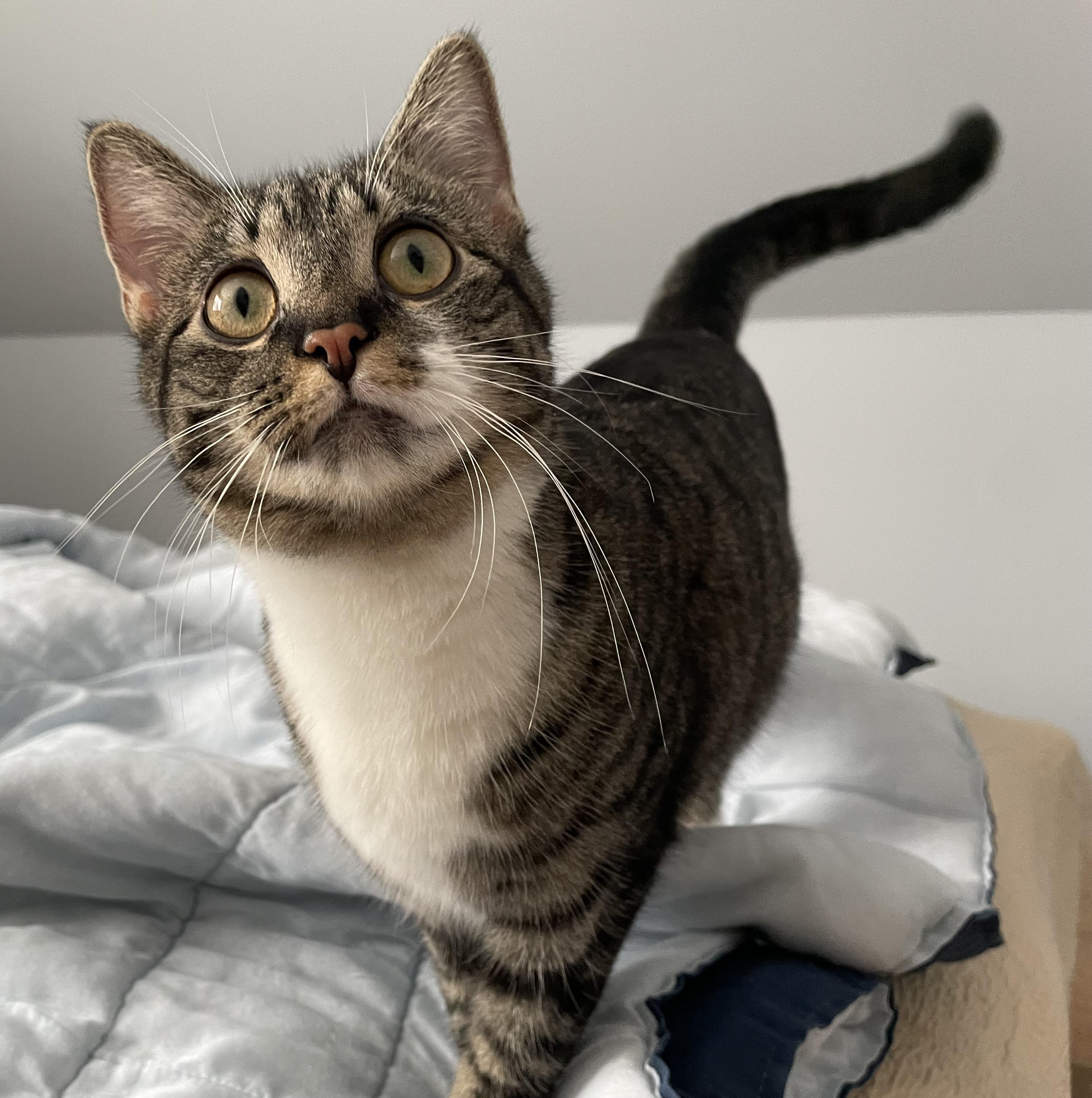 Rue , a other Tuxedo in Syracuse, NY image 6/6