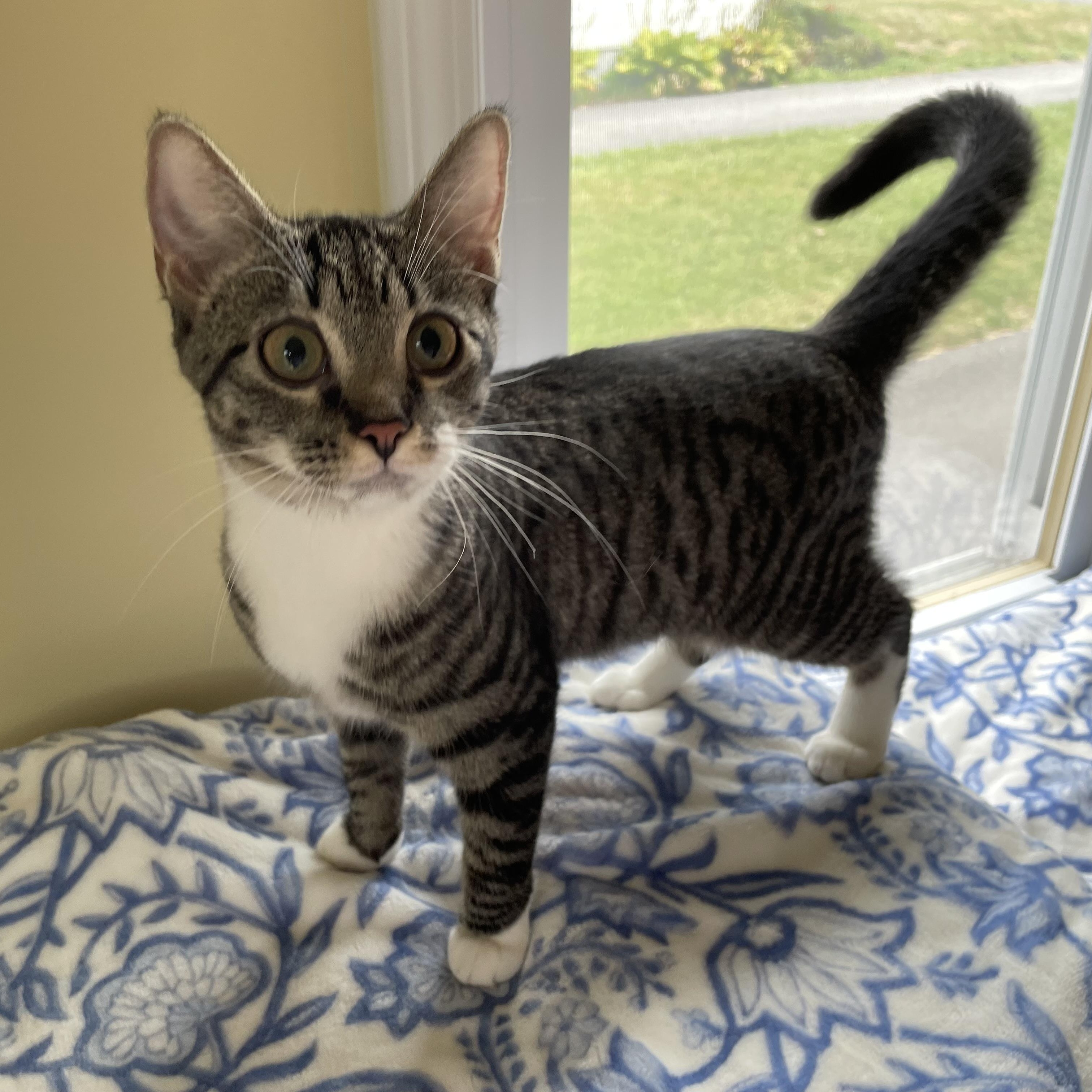 Rue, Adoptable, Young Female Tuxedo.