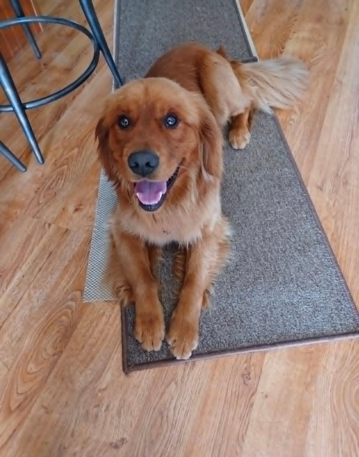 Enlarge Boone, an adopted mixed breed in Celina, OH image 3/4