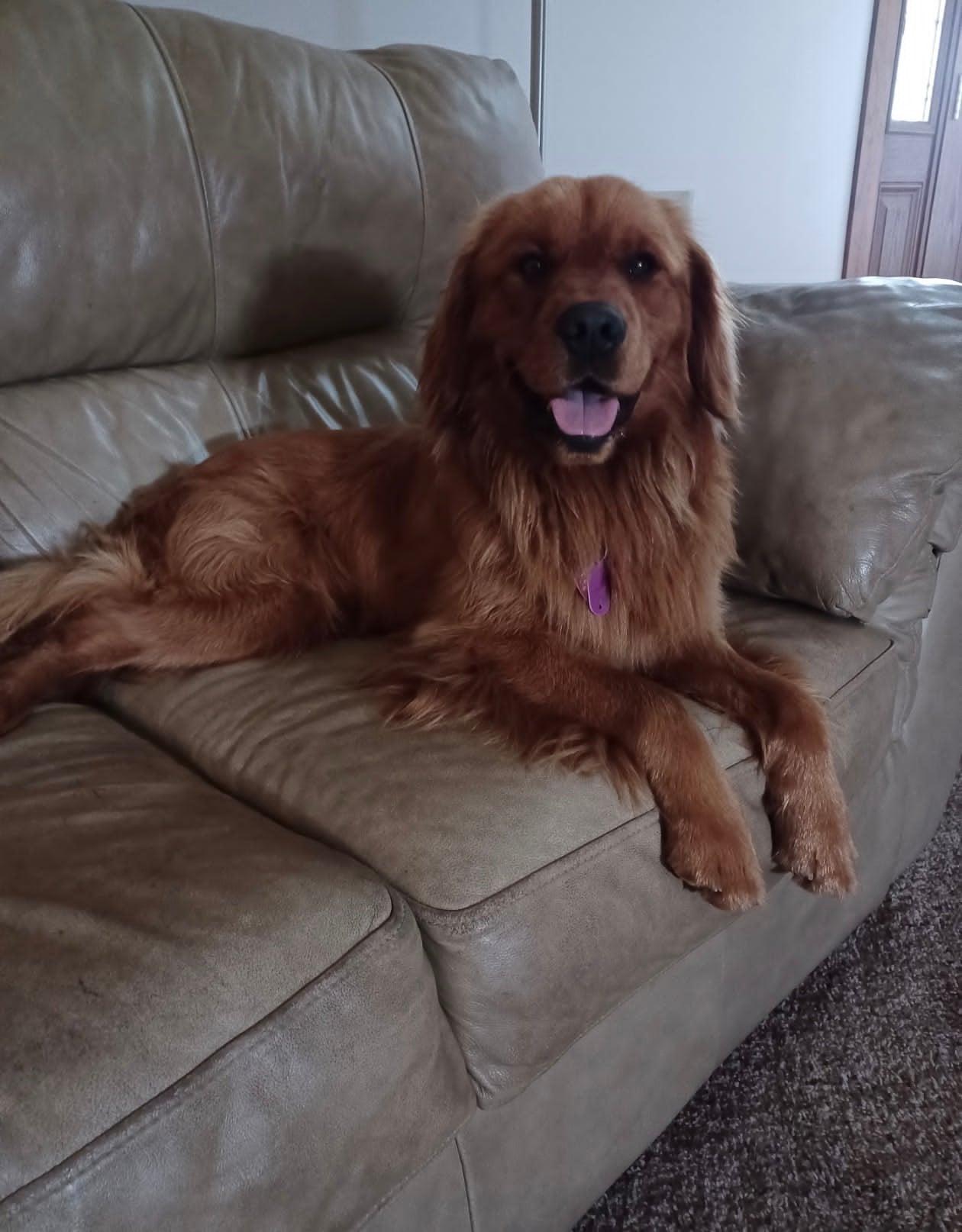 Enlarge Boone, an adopted mixed breed in Celina, OH image 2/4