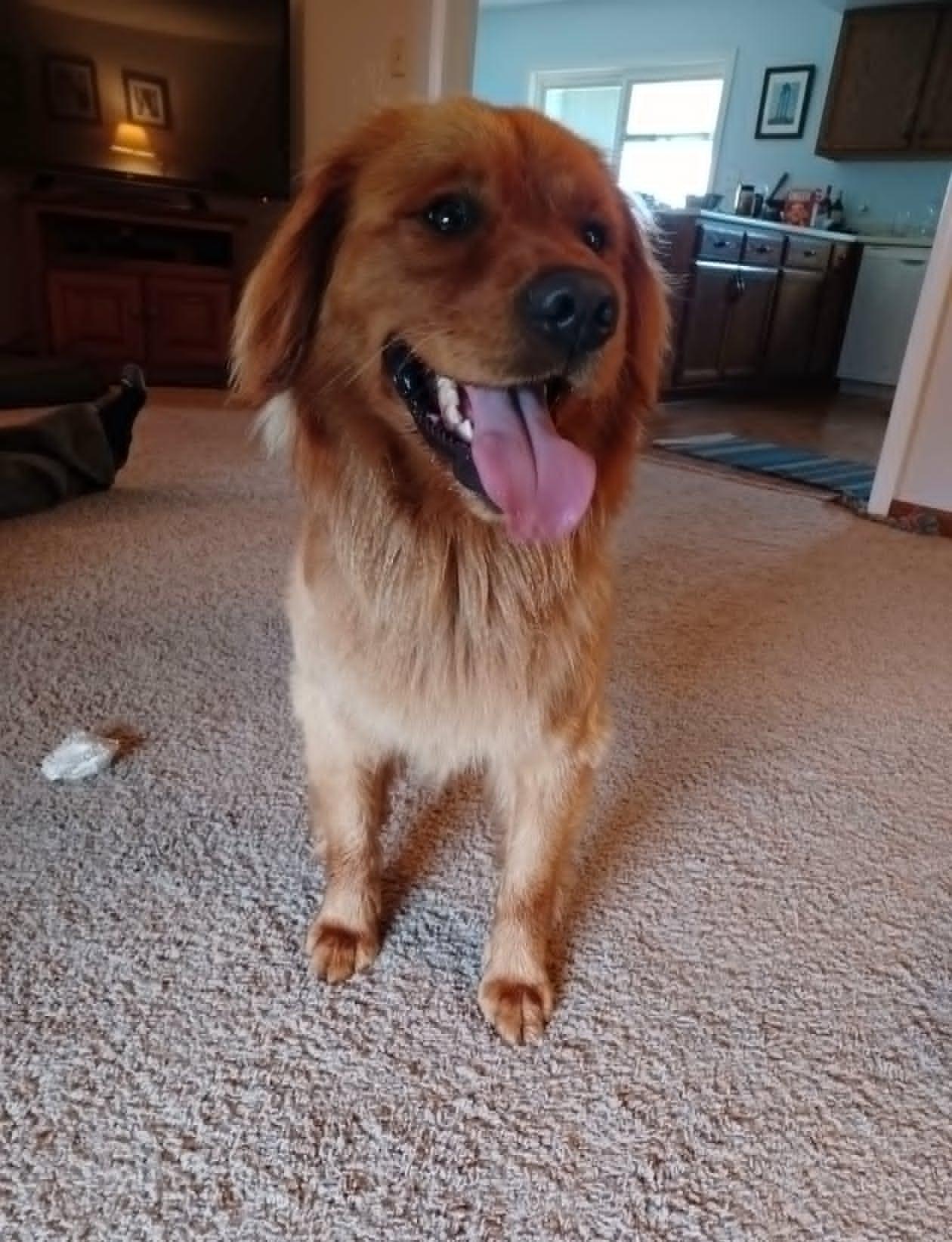 Enlarge Boone, an adopted mixed breed in Celina, OH image 1/4