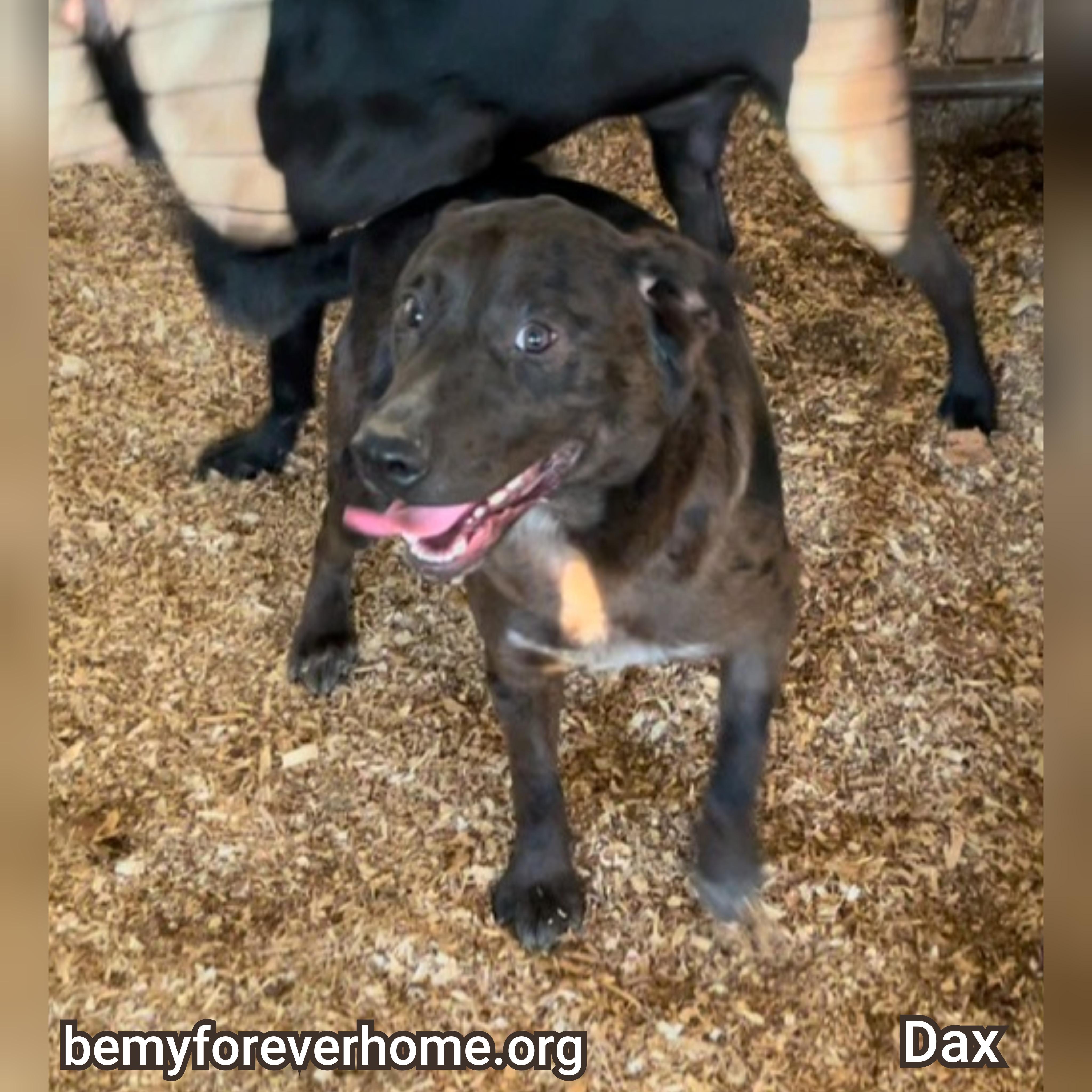 Dax, Adoptable, Adult Male Australian Cattle Dog / Blue Heeler.