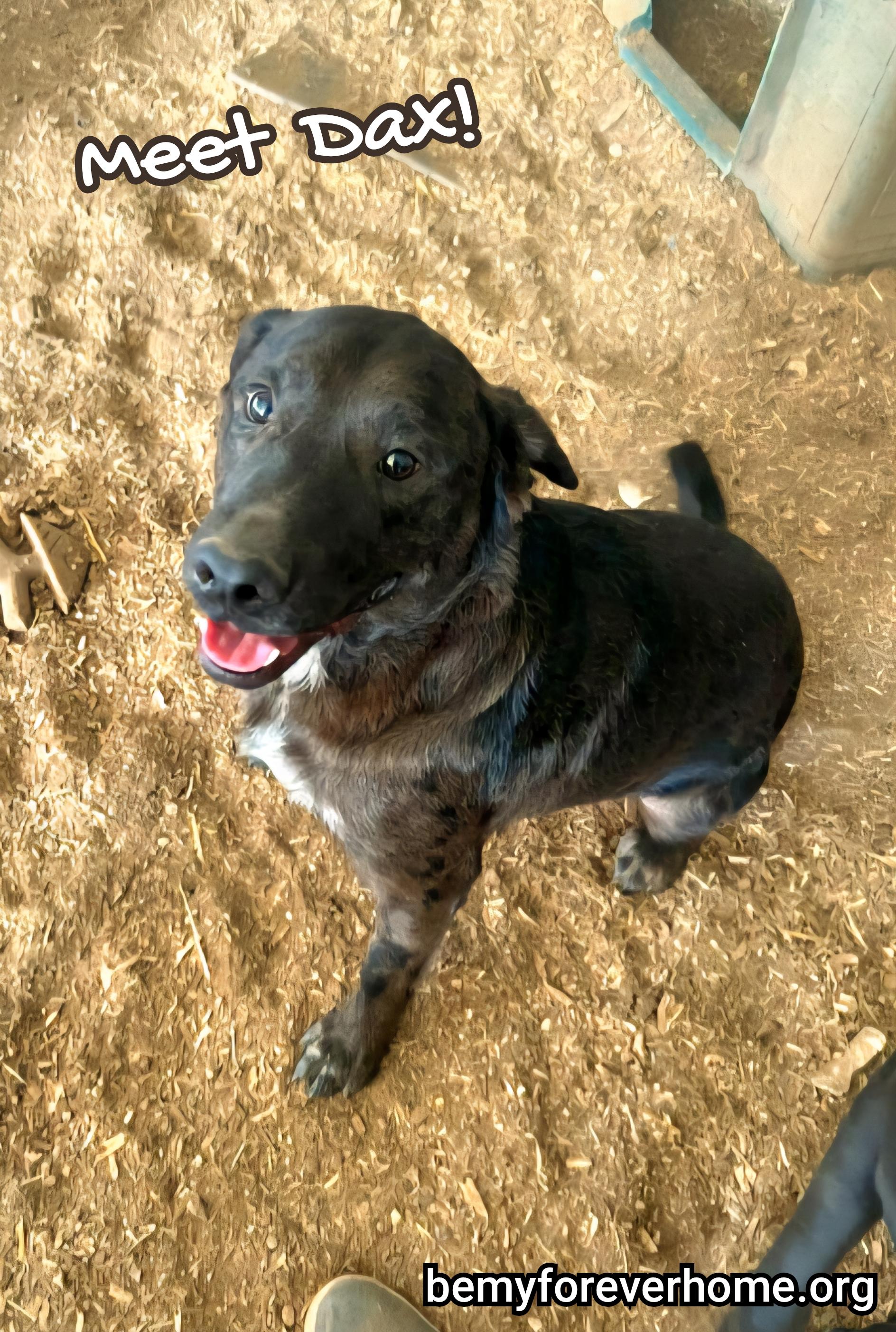 Enlarge Dax, a Adoptable Australian Cattle Dog / Blue Heeler in Plano, TX image 2/2