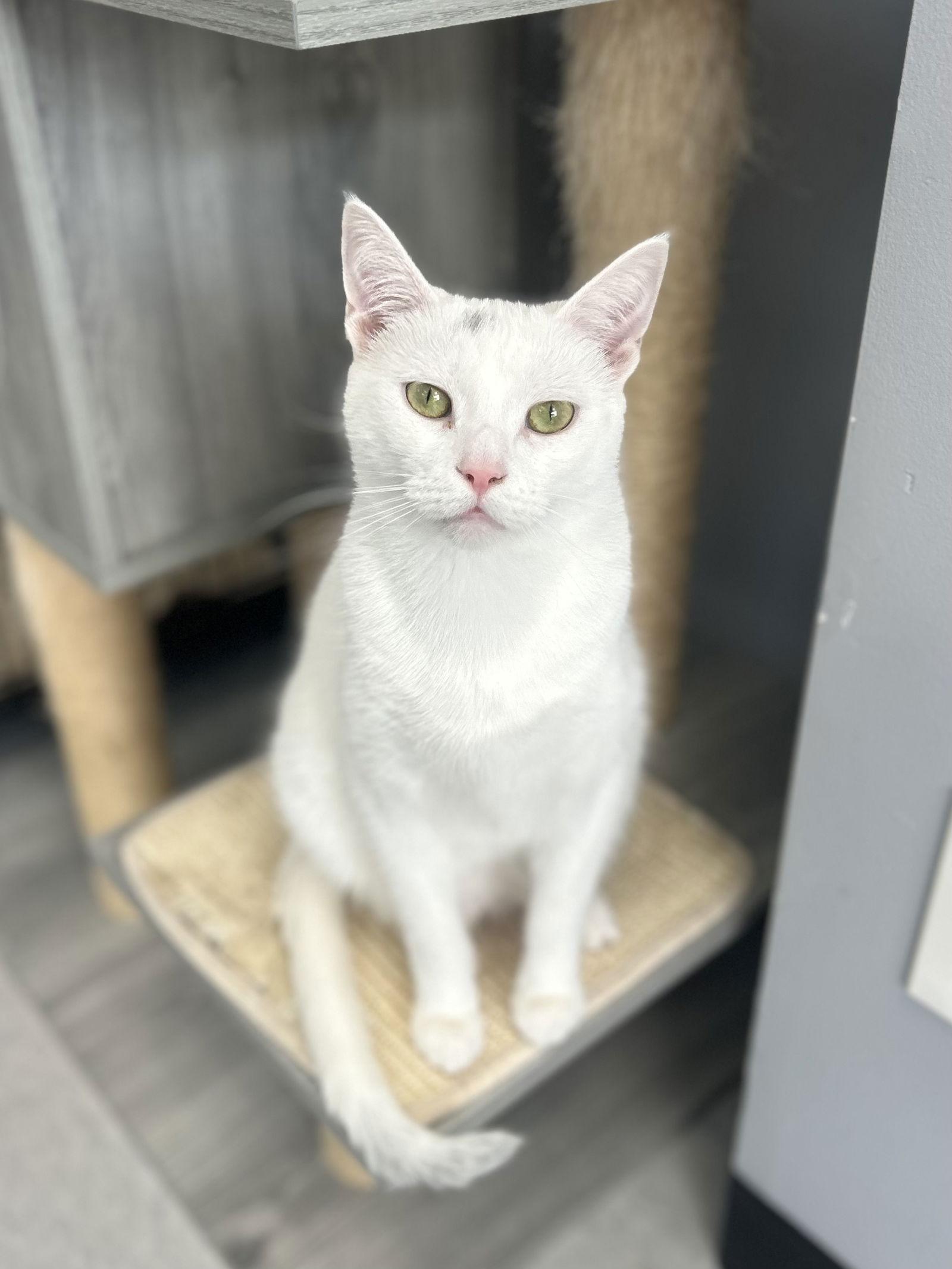 Ivory, Adoptable, Adult Female Domestic Short Hair.