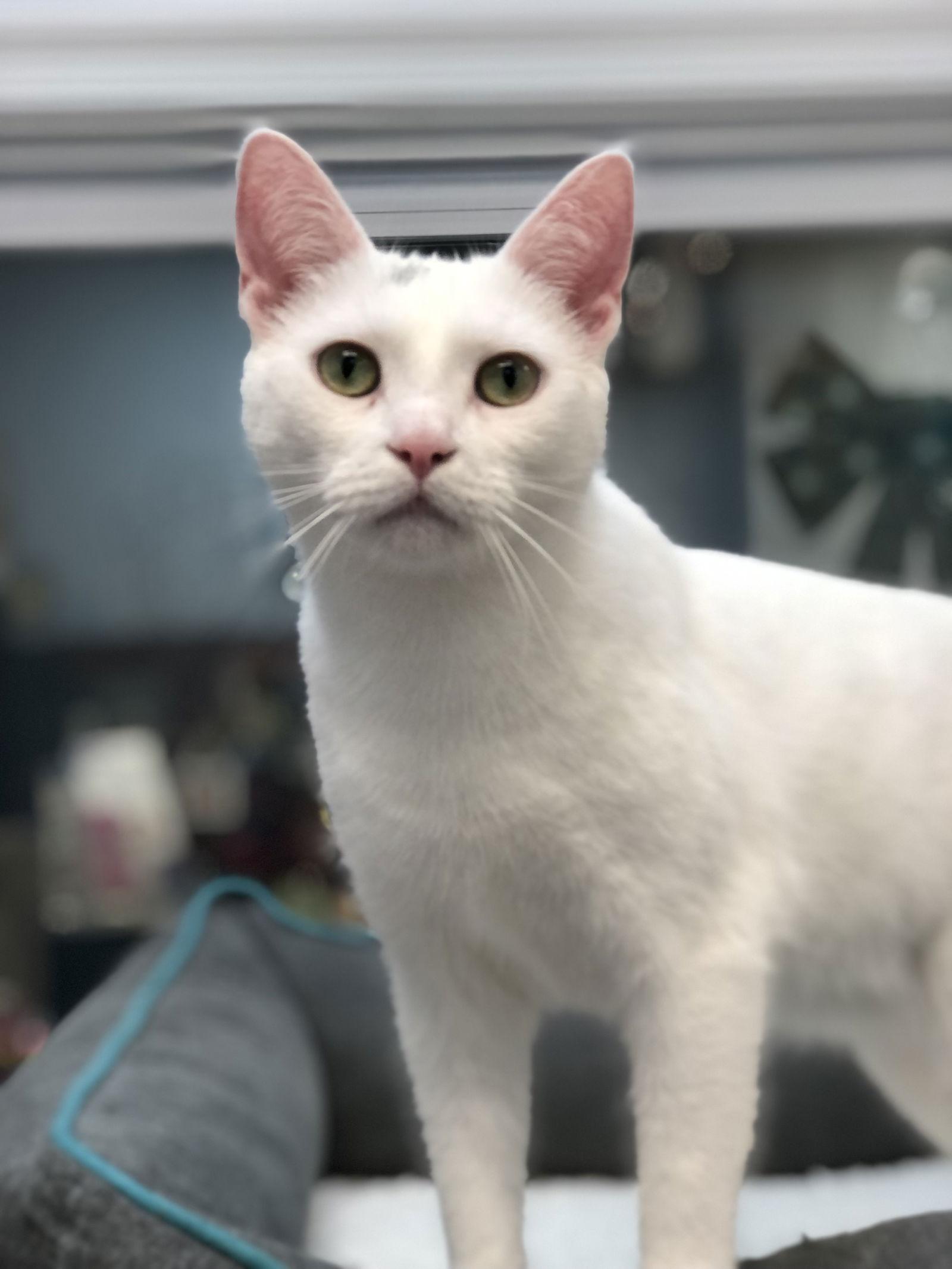 Enlarge Ivory, a Adoptable Domestic Short Hair in Newtown Square, PA image 2/3