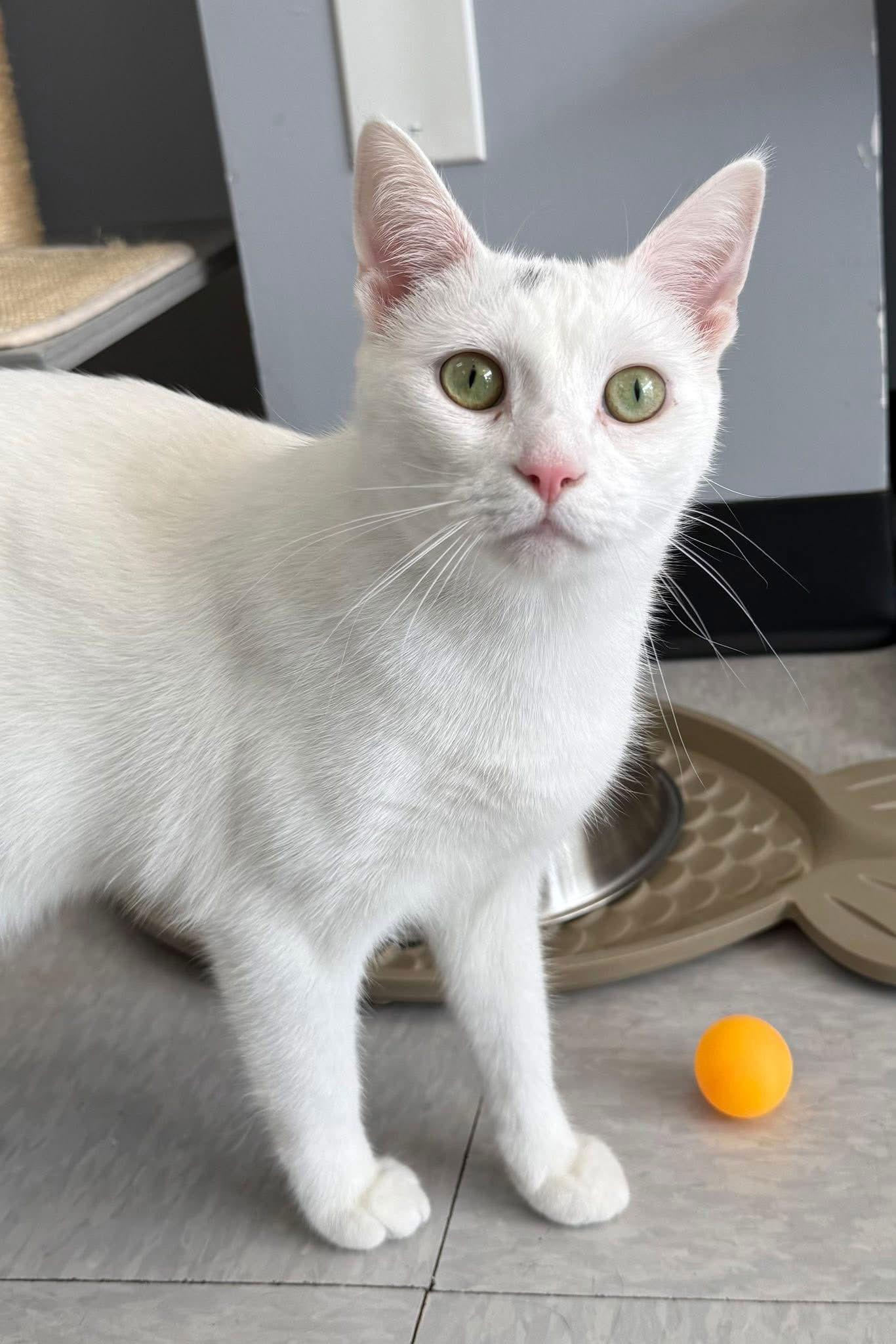 Enlarge Ivory, a Adoptable Domestic Short Hair in Newtown Square, PA image 3/3