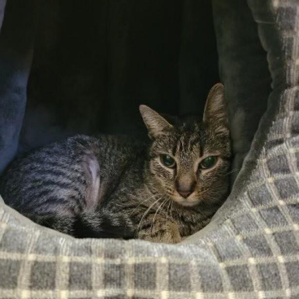 Rosie, Adoptable, Adult Female Domestic Short Hair.