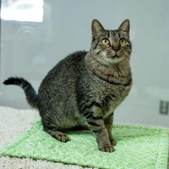 Enlarge Rosie, a Adoptable Domestic Short Hair in Houston, TX image 2/6