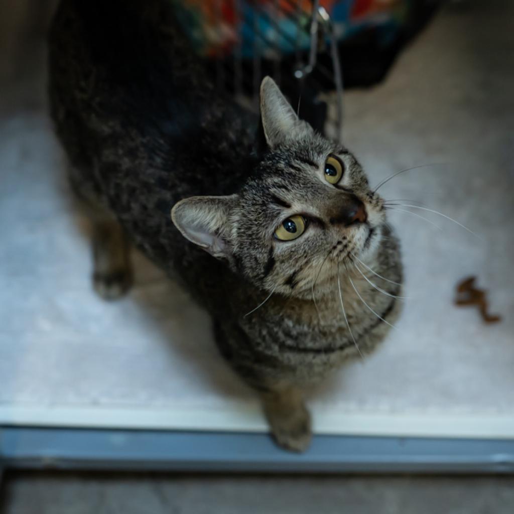Enlarge Rosie, a Adoptable Domestic Short Hair in Houston, TX image 3/6