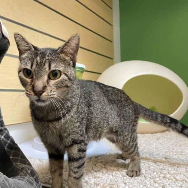 Enlarge Rosie, a Adoptable Domestic Short Hair in Houston, TX image 4/6