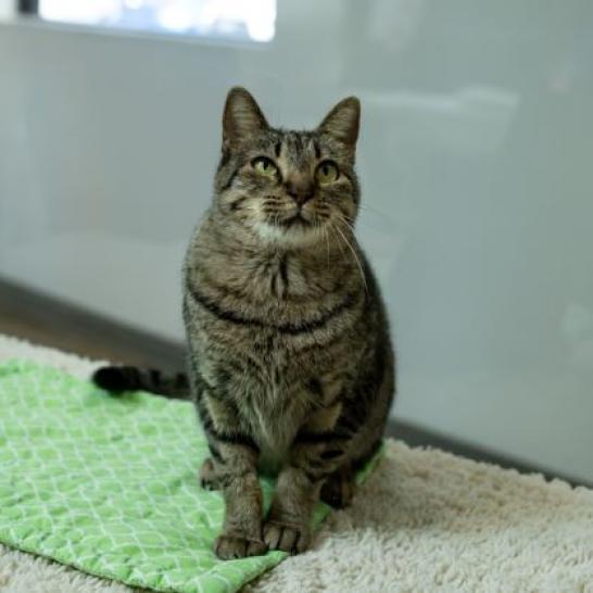 Enlarge Rosie, a Adoptable Domestic Short Hair in Houston, TX image 6/6