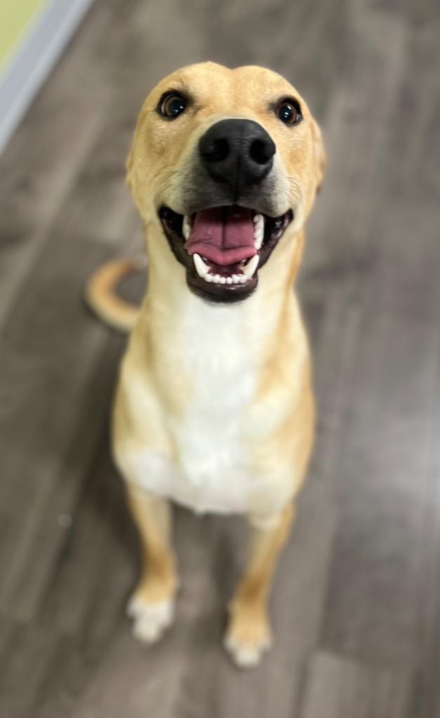 Simba, Adoptable, Young Male Shepherd & Mixed Breed.