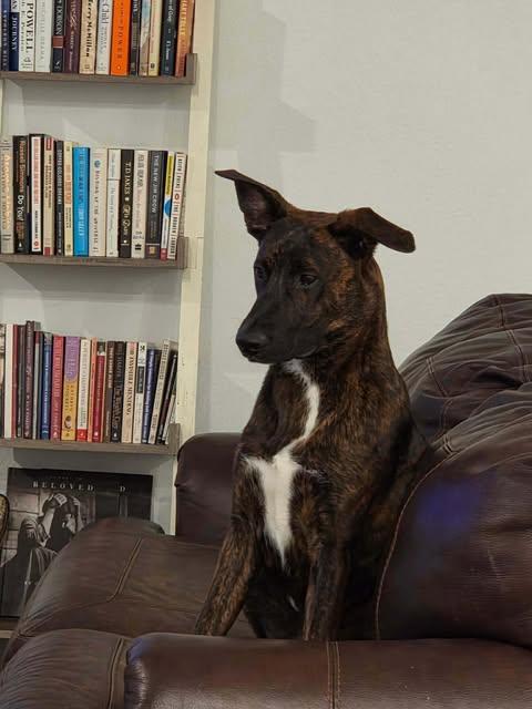 Banner, Adoptable, Young Male Dutch Shepherd.