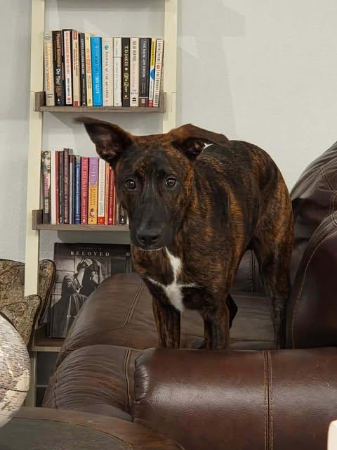 Enlarge Banner, a Adoptable mixed breed in Lockhart, TX image 2/3