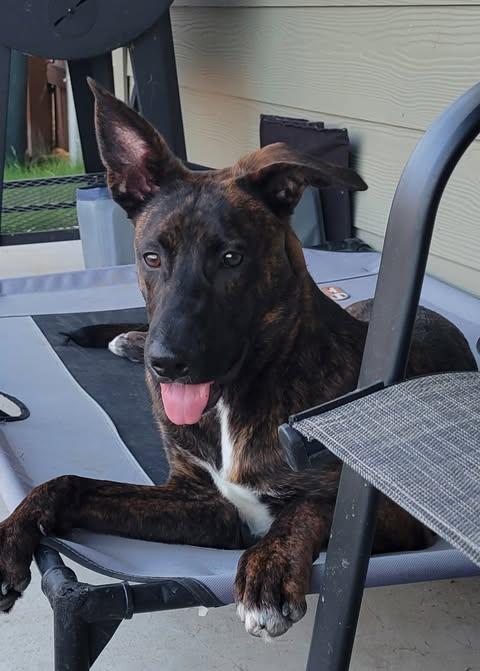 Enlarge Banner, a Adoptable mixed breed in Lockhart, TX image 3/3