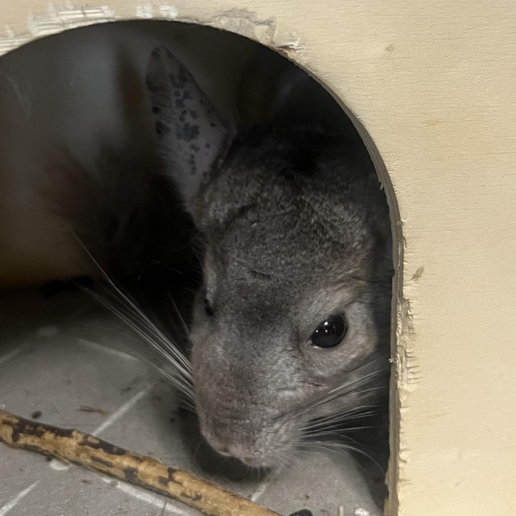 Enlarge Celeste, a Adoptable Chinchilla in Port Richey, FL image 1/5