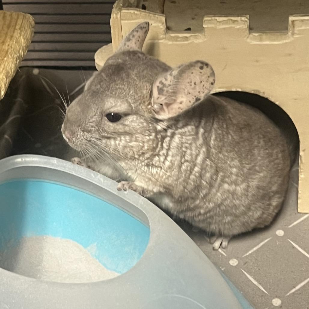 Enlarge Celeste, a Adoptable Chinchilla in Port Richey, FL image 2/5