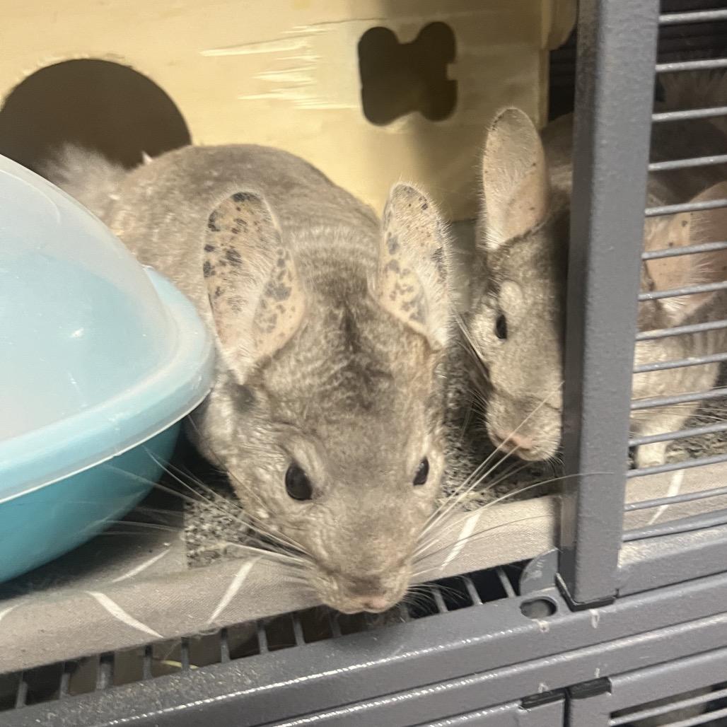 Enlarge Celeste, a Adoptable Chinchilla in Port Richey, FL image 3/5