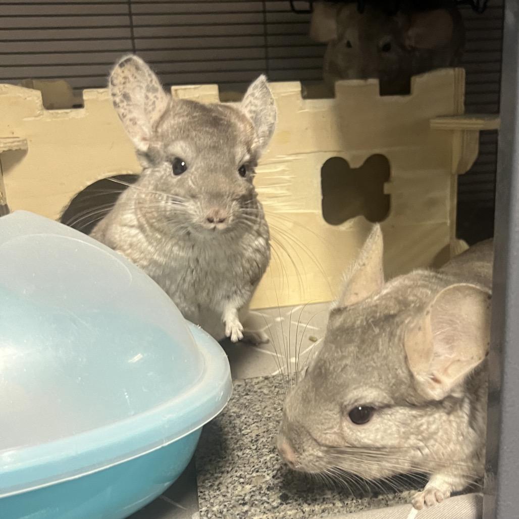 Enlarge Celeste, a Adoptable Chinchilla in Port Richey, FL image 4/5