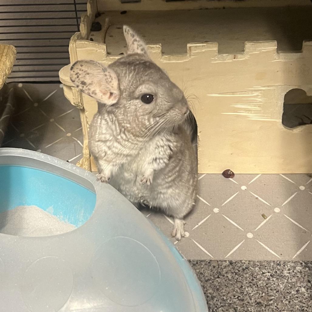 Enlarge Celeste, a Adoptable Chinchilla in Port Richey, FL image 5/5