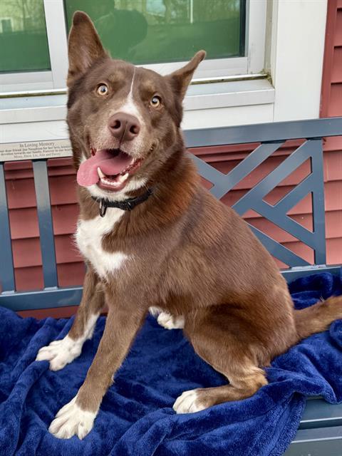GAMMA, Adoptable, Young Male Husky.