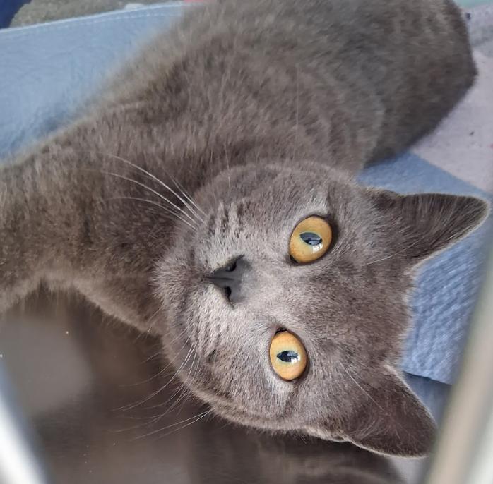 Stormy, ADOPTABLE, Young Female Domestic Short Hair.